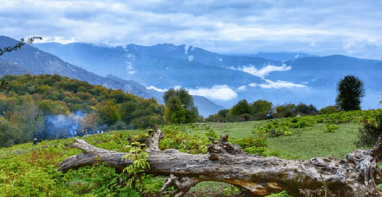 جنگل الیمستان