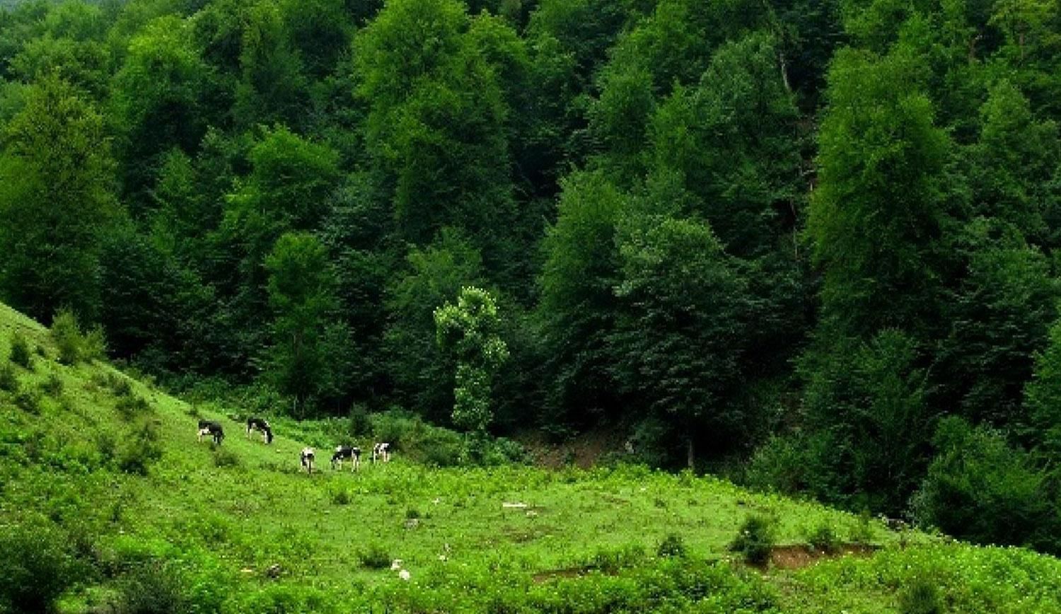 روستای نوچمن