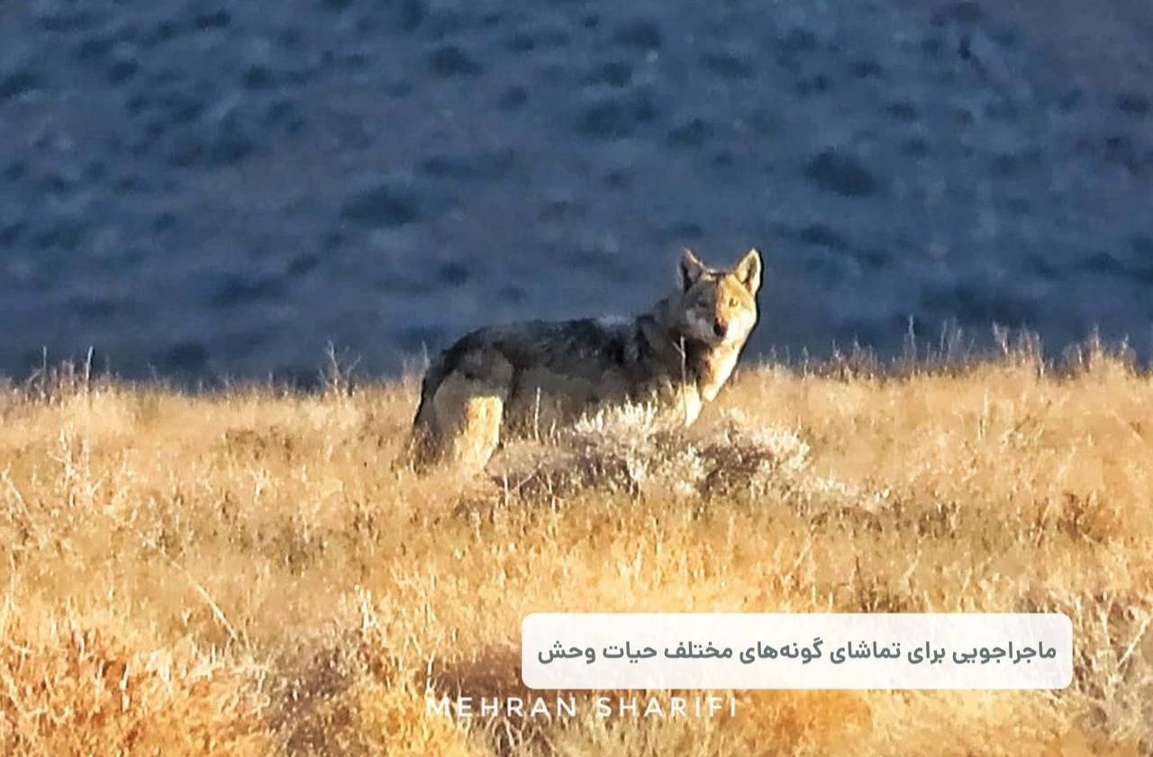 تصویر 2