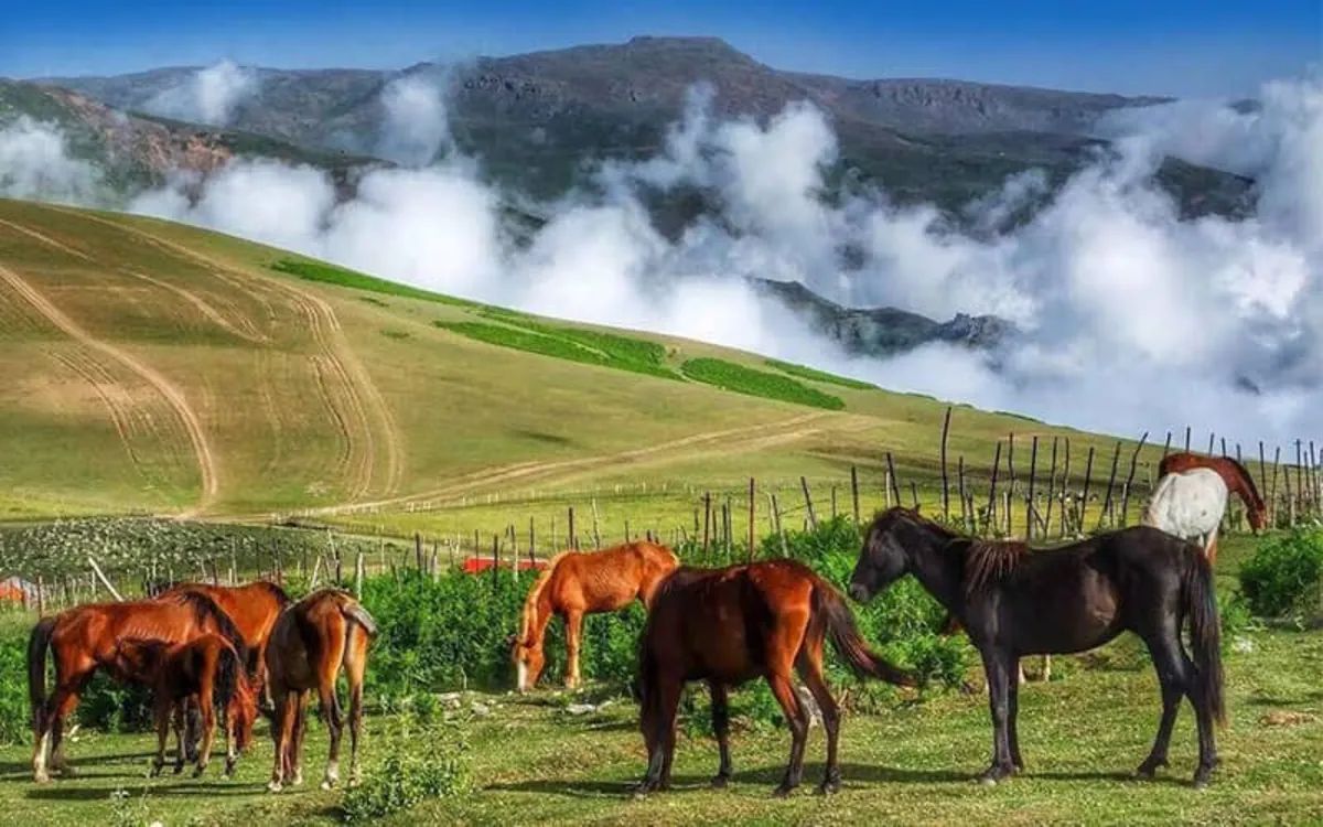 تصویر تور